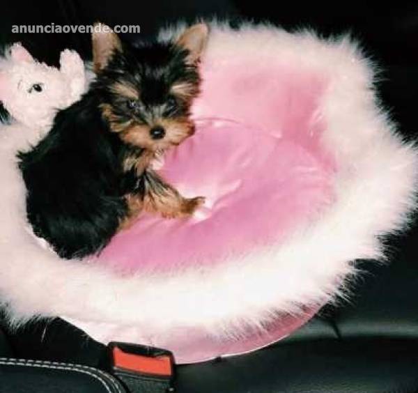 lovely  Yorkie Puppies for sale Text :(5 1