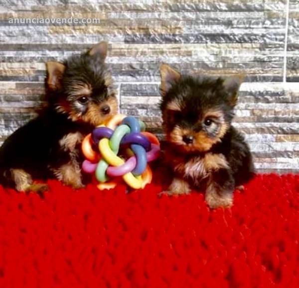 sweet Yorkie puppies ready for their new 1
