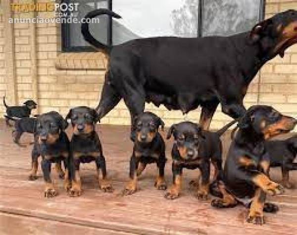   HERMOSOS CACHORROS DOBERMAN DISPONIBLE