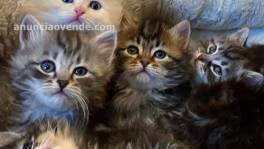   Regalo gatitos Siberianos para adopció