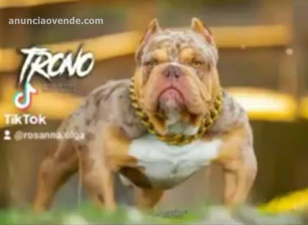  Cachorros American bully. 5