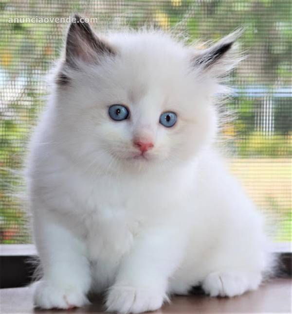  Disponemos Gatitos Ragdoll  