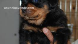  Regalo Rottweiler Para Adopcion