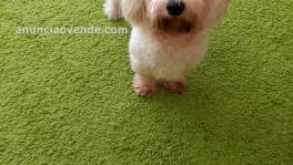  SE VENDE BICHON MALTÉS 