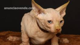  Qualidad Macho y hembra Sphynx gatitos