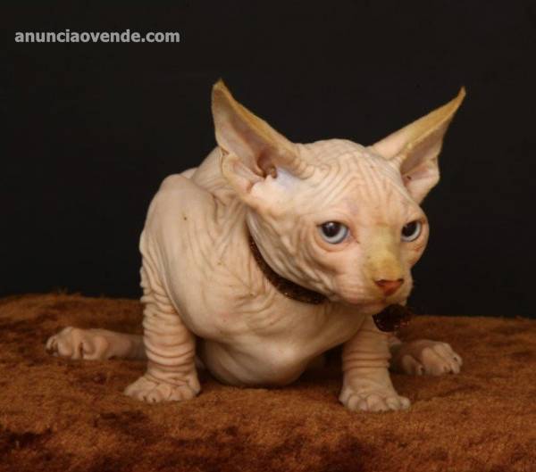  Qualidad Macho y hembra Sphynx gatitos