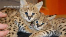 F1 y F2 Savannah gatitos disponibles  