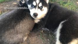 Regalo Husky Siberiano para Adopcion