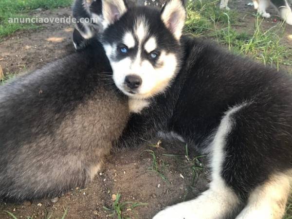 Regalo Husky Siberiano para Adopcion 1