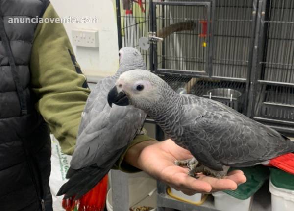 Avestruz, loros y huevos férti 1