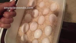 Ostrich parrots   fertile eggs