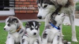 CACHORROS HUSKY SIBERIANO