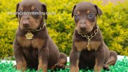 CACHORROS DOBERMANS