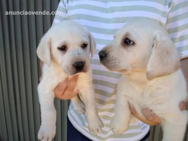 CACHORROS LABRADORES