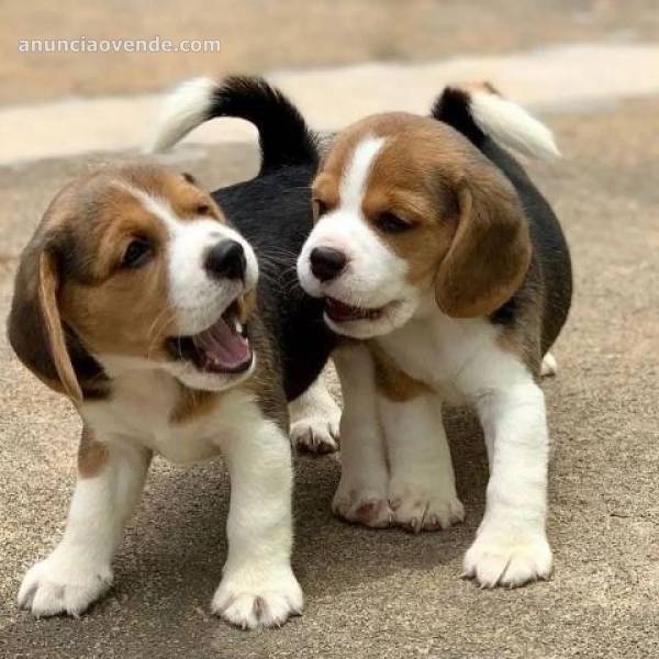 CACHORROS BEAGLE