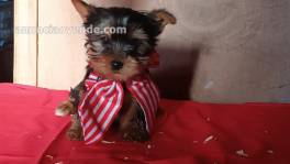 Yorkshire Terrier 