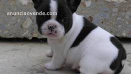 Adorables cachorros de bulldog