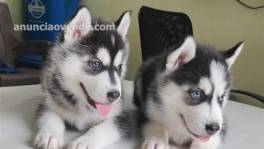 cachorros husky siberiano mach