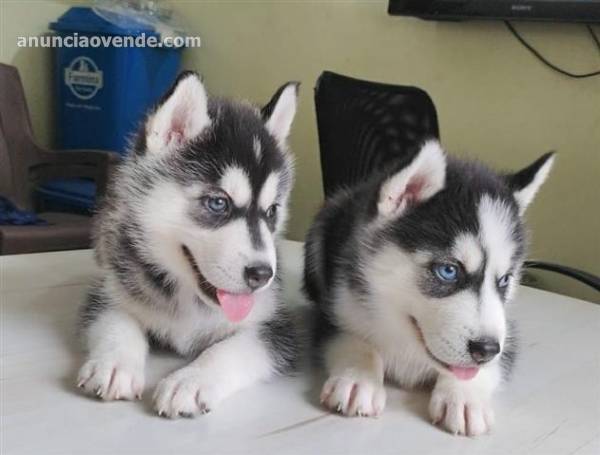 cachorros husky siberiano mach 1