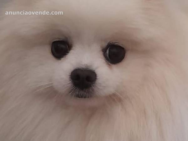 Cachorras de Pomerania  2