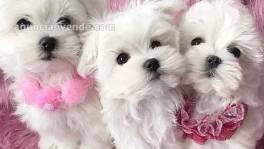 Cachorros Bichon Maltese 