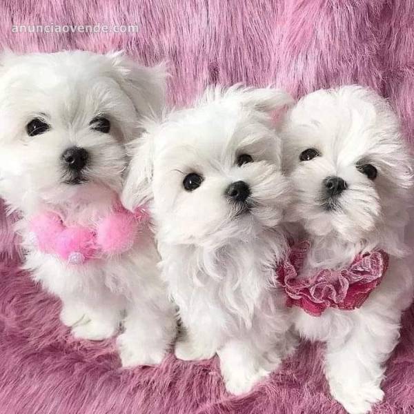 Cachorros Bichon Maltese  1