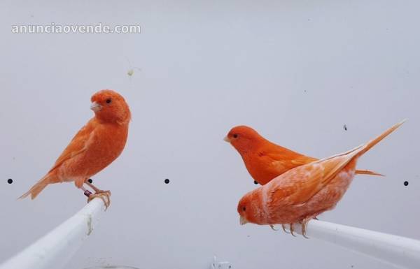 PAJAROS CANARIOS ROJOS 8