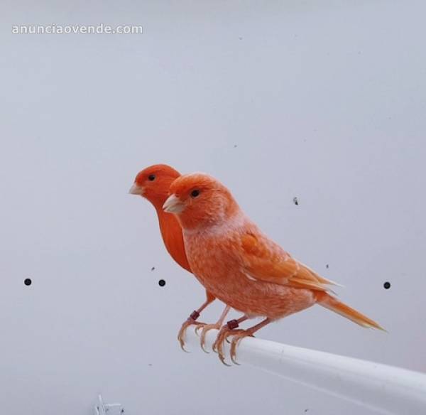 PAJAROS CANARIOS ROJOS