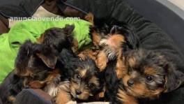 Excelentes Cachorros Yorkie