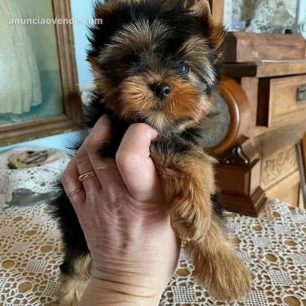 Excelentes Cachorros Yorkie 2