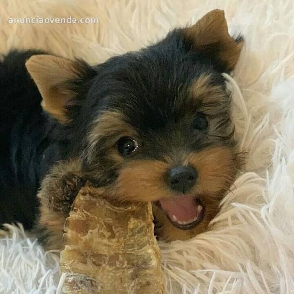 Excelentes Cachorros Yorkie 3