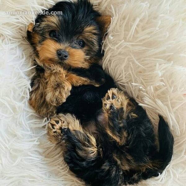 Excelentes Cachorros Yorkie 4