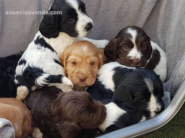 Cachorros Cocker Spaniel. 4