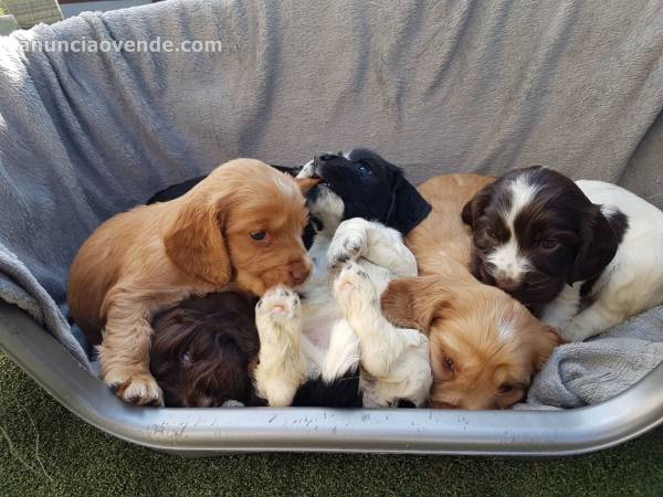 Cachorros Cocker Spaniel. 3