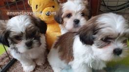 hermoso shih tzu