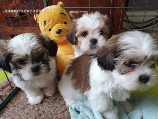 hermoso shih tzu 1