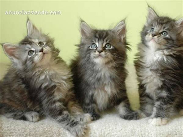 IMPRESIONANTES MAINE COON ! 1