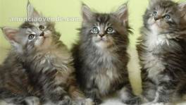 GATITOS MAINE COON PARA ADOPCI