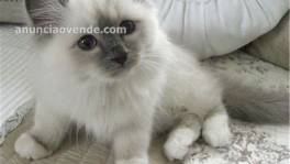 Ragdoll machos y hembras gatit