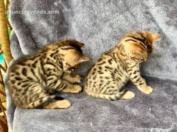 Bengal gatitos disponables 1