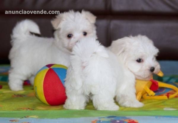 Cachorros Bichon Maltes 1