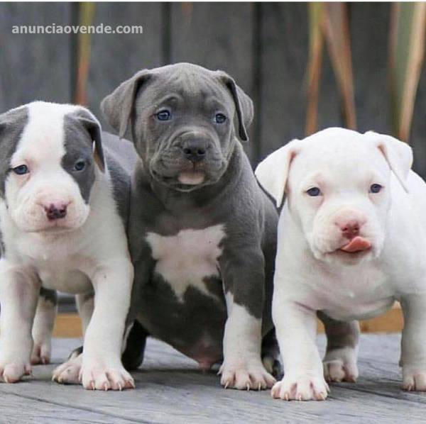 AMERICAN BULLY BLUE CACHORROS  1