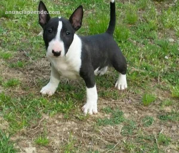 CACHORROS BULLTERRIER CRIADERO 2