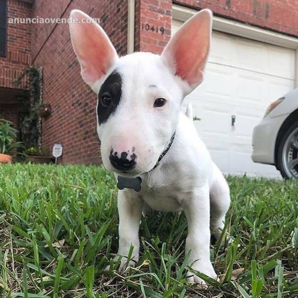  BULLTERRIER ESPLÉNDIDA CALIDA 2