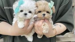 Cachorros Mini Maltipoo