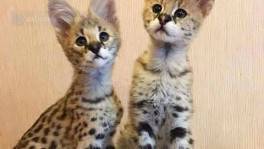 Serval and Sabana gatitos en venta