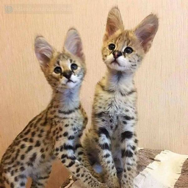 Serval and Sabana gatitos en venta