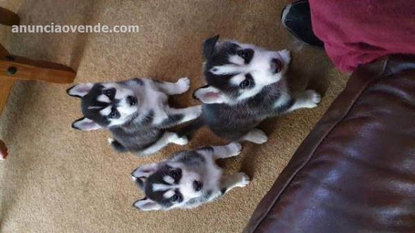 husky (+34631892255) siberiano 1