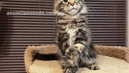 Maine coon kittens for sale