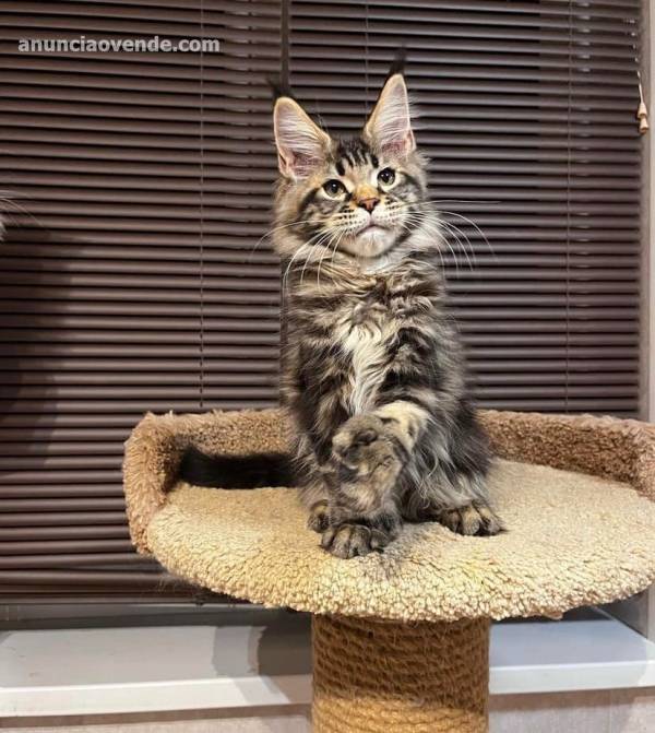 Maine coon kittens for sale